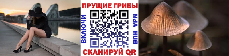 Галлюциногенные грибы Psilocybe Барыш